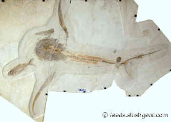 Shark fossil shows a creature with wing-like fins