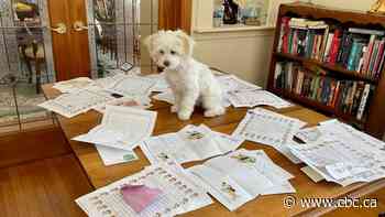 Sailor's got mail: N.S. puppy and Alberta school kids are cross-country pals