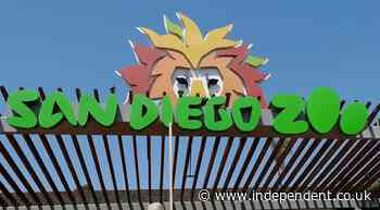 Man arrested after taking toddler into zoo elephant enclosure