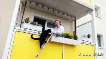 Der Treppen-Witz von Oschatz: Alle wollen Kater Karli helfen | Regional - BILD