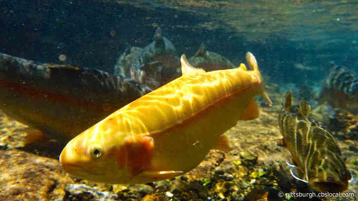 Golden Rainbow Trout Stocking Returns To West Virginia Lakes, Streams