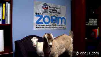 NC nonprofit looking to spice up those boring Zoom meetings with goats
