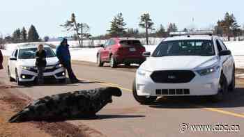 With blubber 'shaking,' 800-pound seal scoots back to sea after roadside standoff