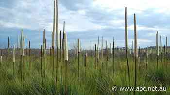 'Observing the death of a species': Damage to Sydney drinking water catchment swamps 'irreversible'