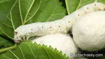 Changing the Silkworm’s Diet to Spin Silk 2x Stronger