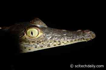 Genetic Analysis Shows Crocodile Evolution Was Rebooted by Ice Age Glaciations