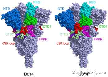 Sturdier Coronavirus Spike Protein Explains Faster Spread of COVID Variants From UK, South Africa, and Brazil