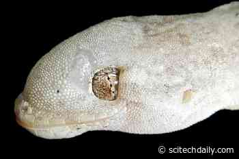 Killer of Critically Endangered Christmas Island Reptile Identified