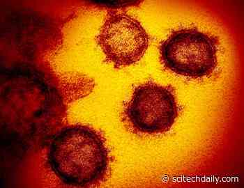 Novel Coronavirus Circulated Undetected for Months Before First COVID-19 Cases Discovered in Wuhan, China