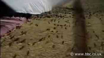 Thousands of mice plague Australian town