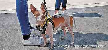 Premia Ayuntamiento de Cuernavaca mejores historias de perros y amos - Diario de Morelos