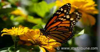 Minnesota cities seek power to ban certain pesticides amid pollinator collapse