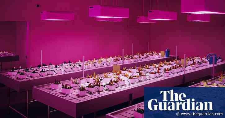 The cardboard cannabis lab: Thomas Demand's beautifully deceptive realities