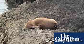 RSPCA checks on Arctic walrus spotted off south Wales coast