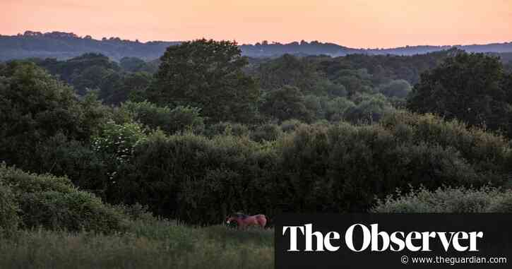 Pioneering rewilding project faces ‘catastrophe’  from plan for new houses
