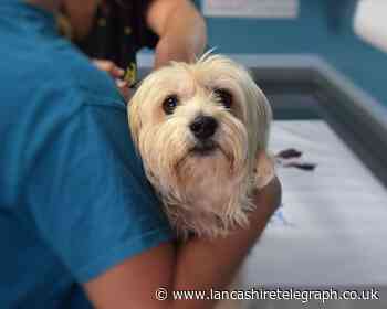 Vets issue urgent warning to all pet owners ahead of Easter
