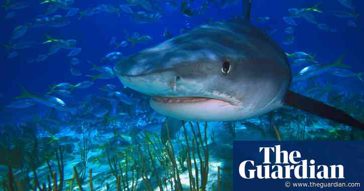 Sharks ‘critical’ to restoring damaged ecosystems, finds study