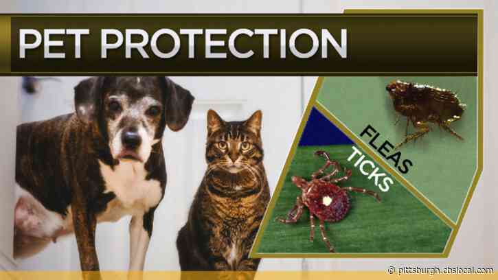 Keeping You And Your Pets Safe From Fleas And Ticks