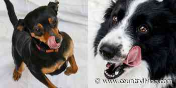 14 funny photos of dogs locking eyes on a tasty snack - Countryliving (UK)