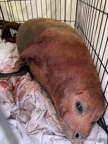 'Freddie Mercury' the seal suffers injuries from dog attack