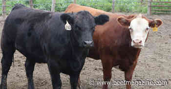 Beef market a mixed bag this year