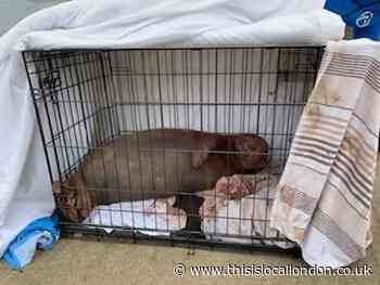 Beloved Teddington seal set to be put down
