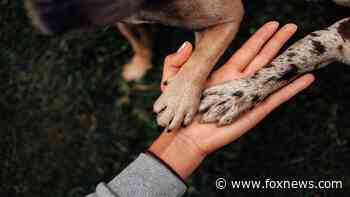 UK coronavirus variant may cause heart issues in pets, vets warn