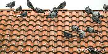 Stadsduiven krijgen de pil (Borgloon) - Het Belang van Limburg Mobile - Het Belang van Limburg