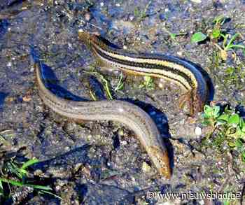 Noord-Aziatische modderkruiper duikt op: exoot kan doodsteek beteken voor grote modderkruiper