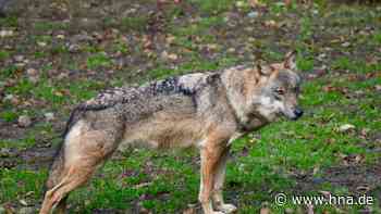 Besengrunder Wölfin hat Territorium in Ludwigsau und Alheim - HNA.de