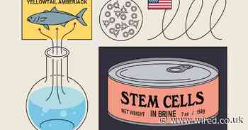 Lab-grown tuna steaks could reel in our overfishing problem