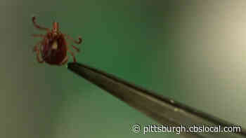 Pa. Dept. Of Health Reminding Residents To Be On The Lookout For Ticks