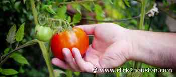 Spring Gardening Tips: 5 ingredients for growing big tomatoes | HOUSTON LIFE | KPRC 2 - KPRC Click2Houston
