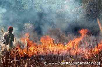 Houston Firefighters To Carry Out Controlled Burn At Arboretum For First Time In 20 Years - Houston Public Media