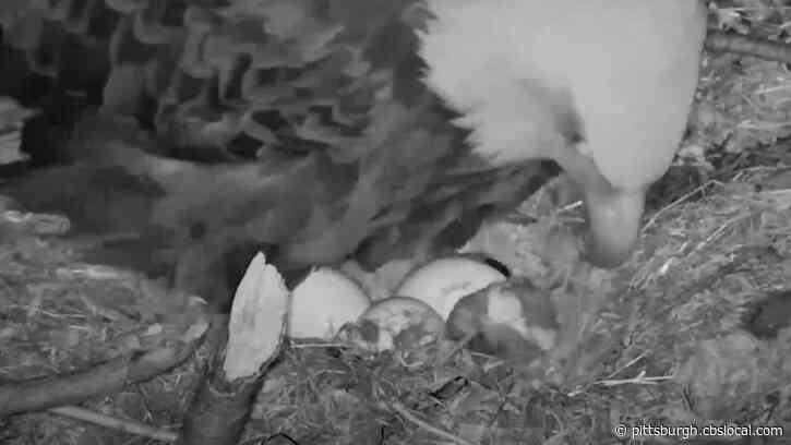 First Eaglet Of 2021 Hatches At Hays Bald Eagle Nest