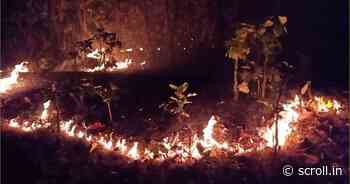 Odisha: Two persons arrested for setting fire in forest near Similipal National Park - Scroll.in