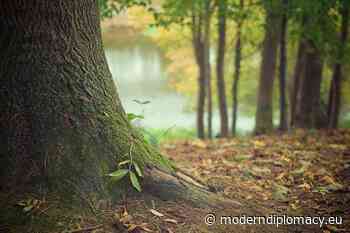 Forest restoration provides a path to pandemic recovery, greener future - Modern Diplomacy