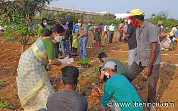 NIT-T to raise Miyawaki forest - The Hindu
