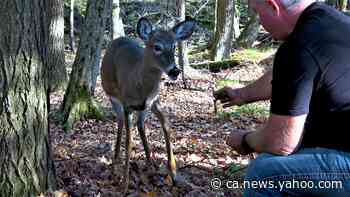 Running deer stops to share apples with man snacking in the forest - Yahoo News Canada
