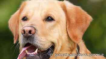 Modena. Studioso di diritto spara al suo cane che lo ha morso - La Gazzetta di Modena