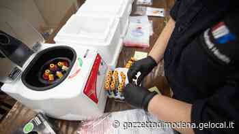 A Modena e Bologna casi più gravi «Nuove analisi sul virus e le varianti» - La Gazzetta di Modena