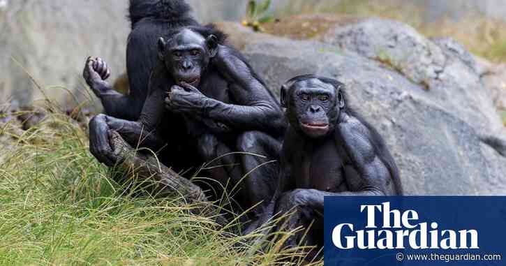 Covid vaccine used on apes at San Diego zoo trialled on mink