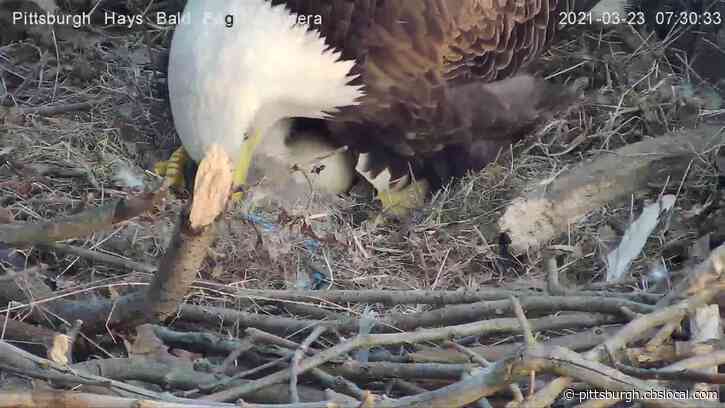 Second ‘Pip’ Spotted In Hays’ Bald Eagles Nest Just Hours After First Hatching