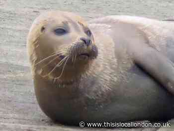 Police issue appeal for witnesses after dog kills seal