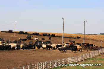 New beef plant planned for Nebraska