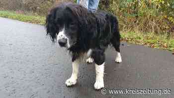 Hund Dino: Verspielt dank einer Blutuntersuchung - kreiszeitung.de