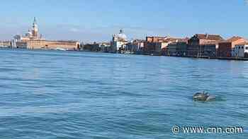 Dolphins take a swim up Venice's Grand Canal
