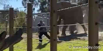 Father accused of bringing, dropping child in San Diego Zoo's elephant habitat
