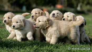 Puppy scams cost Canadians thousands. Here's how to avoid being ripped off