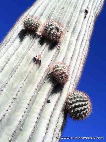 The Daily Saguaro: Sunday, 3/21